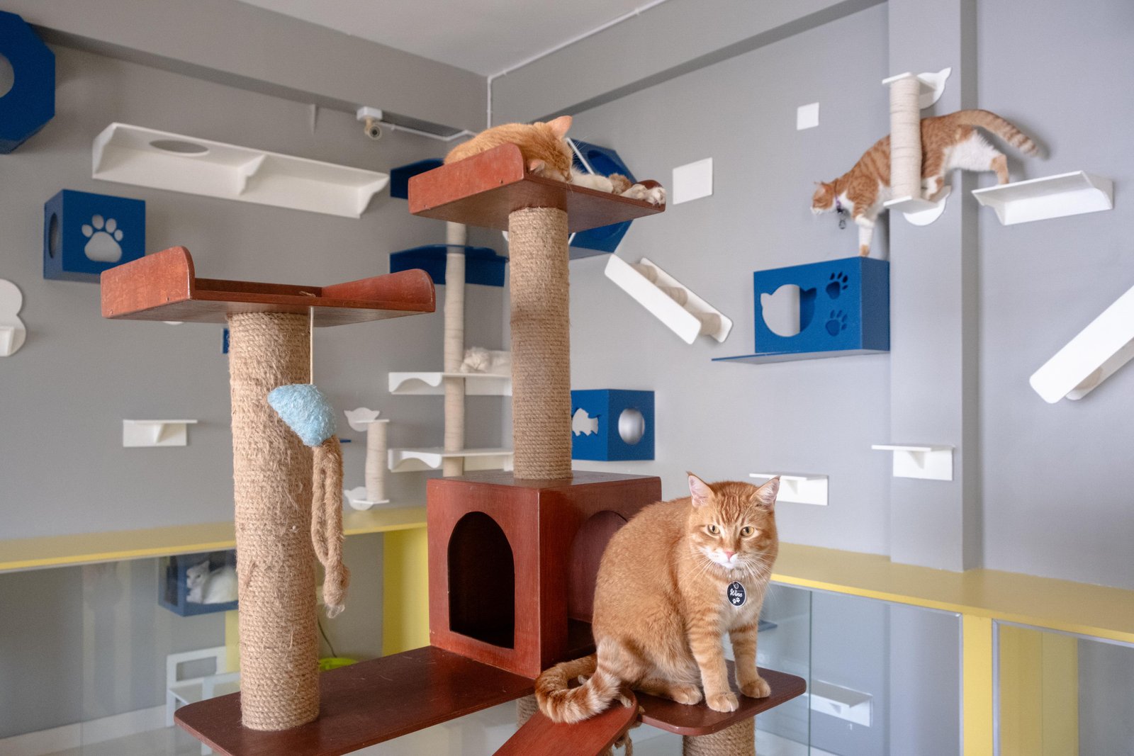 Cat Trees